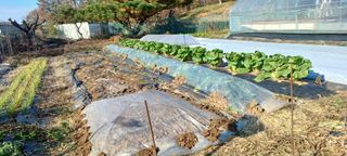 홍사용님의 기타작물 · 영농일지 작성글 사진