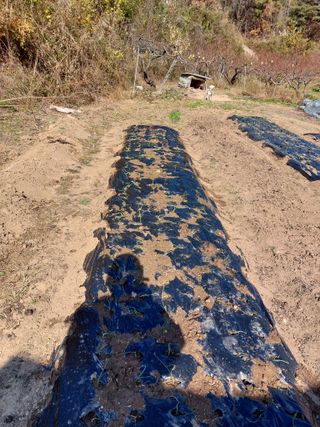 채대균님의 양파 · 영농일지 작성글 사진