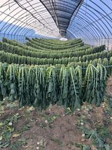 팜모닝 기타작물·영농일지 게시글 이미지