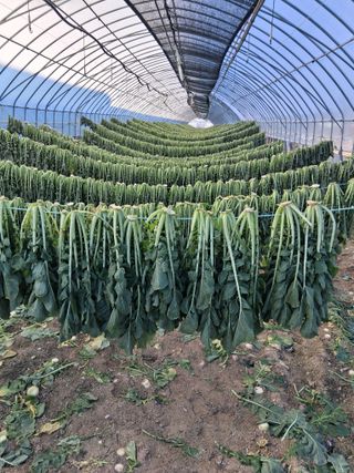 소양강님의 기타작물 · 영농일지 작성글 사진