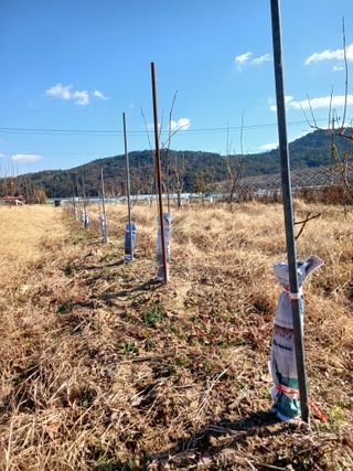 제키님의 감 · 영농일지 작성글 사진