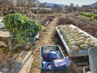 김영숙님의 기타작물 · 영농일지 작성글 사진
