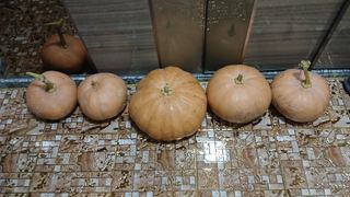 이갑덕님의 호박 · 영농일지 작성글 사진