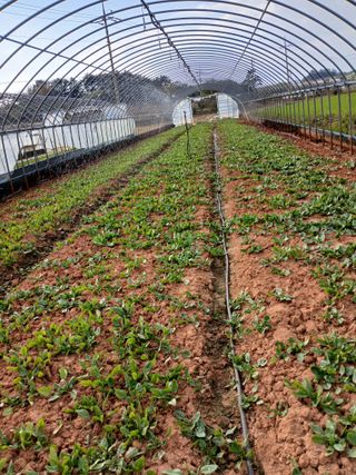 최유순님의 시금치 · 영농일지 작성글 사진