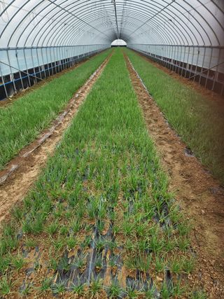 김저팔계님의 파 · 영농일지 작성글 사진