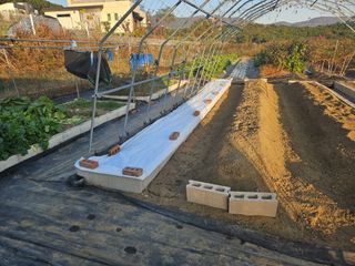 김인수님의 시금치 · 영농일지 작성글 사진