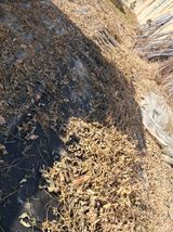 팜모닝 콩·영농일지 게시글 이미지