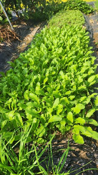 콩콩콩님의 기타작물 · 영농일지 작성글 사진