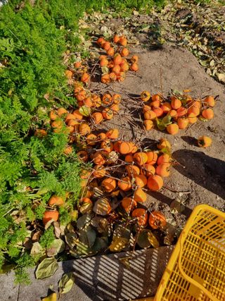 김용대님의 기타작물 · 영농일지 작성글 사진