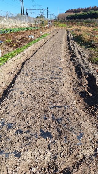 오남현님의 마늘 · 영농일지 작성글 사진