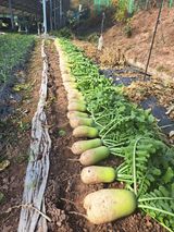 팜모닝 기타작물·영농일지 게시글 이미지