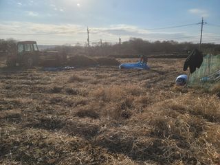 신승철님의 콩 · 영농일지 작성글 사진