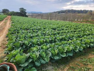 김저팔계님의 파 · 영농일지 작성글 사진