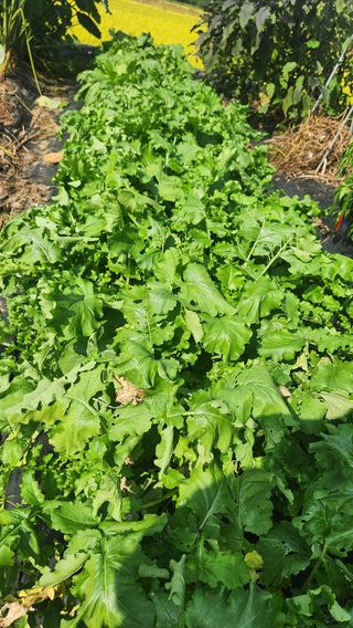 콩콩콩님의 기타작물 · 영농일지 작성글 사진