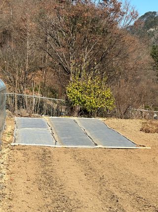 이익수님의 기타작물 · 영농일지 작성글 사진