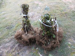 유근승님의 기타작물 · 영농일지 작성글 사진