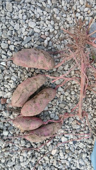 이갑덕님의 고구마 · 영농일지 작성글 사진