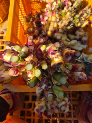 김명숙님의 기타작물 · 영농일지 작성글 사진