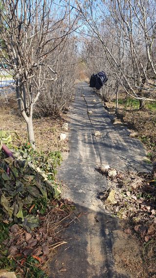 송완춘님의 기타작물 · 영농일지 작성글 사진