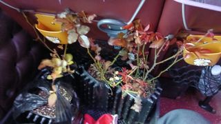 이상철님의 기타작물 · 영농일지 작성글 사진