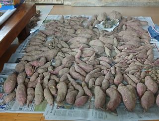 이갑덕님의 고구마 · 영농일지 작성글 사진