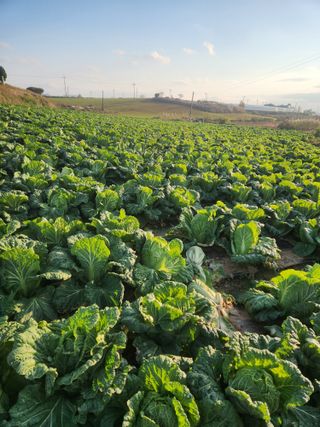 김저팔계님의 파 · 영농일지 작성글 사진