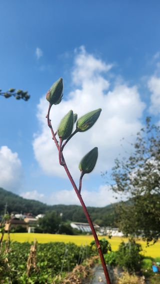 콩콩콩님의 기타작물 · 영농일지 작성글 사진