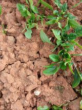 팜모닝 시금치·영농일지 게시글 이미지