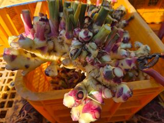 김명숙님의 기타작물 · 영농일지 작성글 사진