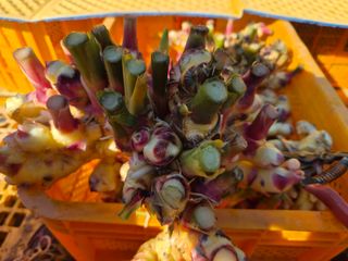 김명숙님의 기타작물 · 영농일지 작성글 사진