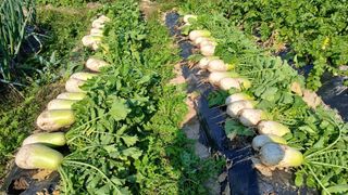 이갑덕님의 기타작물 · 영농일지 작성글 사진