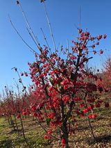 팜모닝 기타작물·영농일지 게시글 이미지