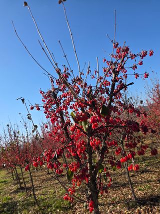 효진농원님의 기타작물 · 영농일지 작성글 사진