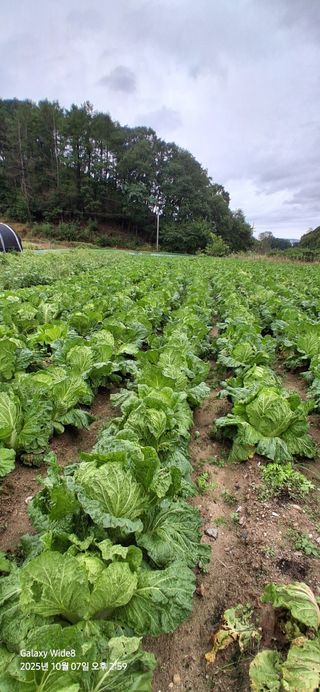 심 영훈님의 배추 · 영농일지 작성글 사진