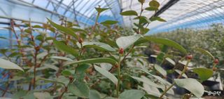 고추22286님의 기타작물 · 영농일지 작성글 사진