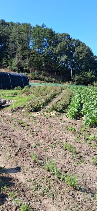 심 영훈님의 배추 · 영농일지 작성글 사진