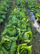 팜모닝 배추·영농일지 게시글 이미지