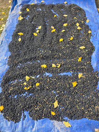 조용오님의 콩 · 영농일지 작성글 사진