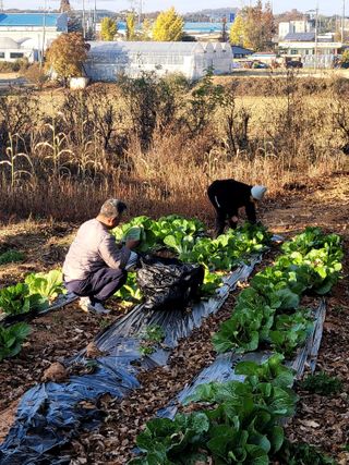 로만아빠님의 배추 · 영농일지 작성글 사진
