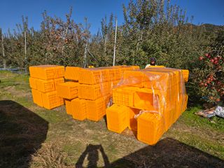 이흥식(청아농원)님의 사과 · 영농일지 작성글 사진