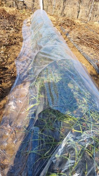 김지철님의 기타작물 · 영농일지 작성글 사진