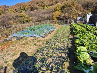 이준영님의 기타작물 · 영농일지 작성글 사진