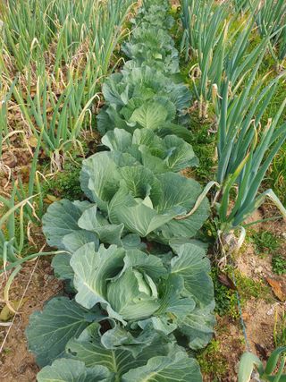 엄기덕님의 사과 · 영농일지 작성글 사진