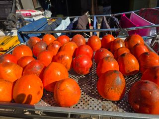 박정원님의 감 · 영농일지 작성글 사진