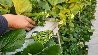 백암제이하우스님의 딸기 · 영농일지 작성글 사진