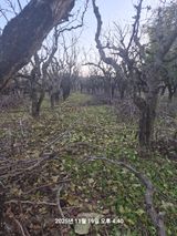 팜모닝 기타작물·영농일지 게시글 이미지