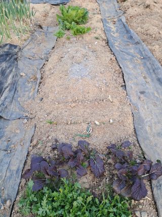 박신양님의 기타작물 · 영농일지 작성글 사진