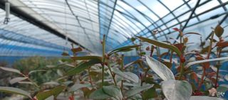 고추22286님의 기타작물 · 영농일지 작성글 사진