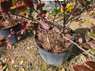 연모 자연의행복님의 기타작물 · 영농일지 작성글 사진