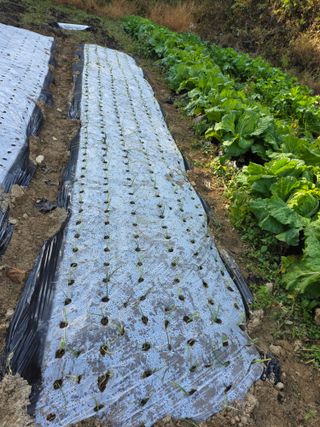 경주농장님의 배추 · 영농일지 작성글 사진